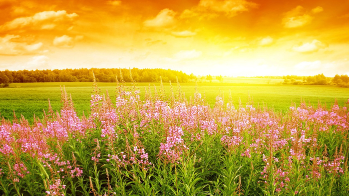 Field-Sunset-Flower-Orange-Sky-Nature-720x1280 (700x393, 429Kb)