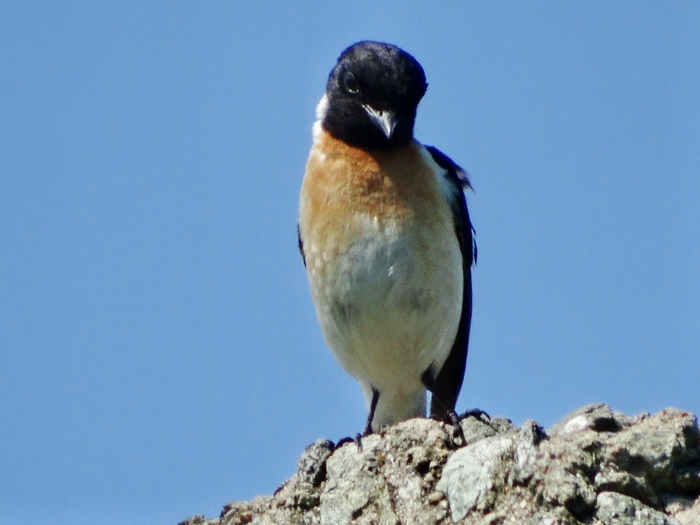5559494_DSC00358 (700x525, 202Kb)