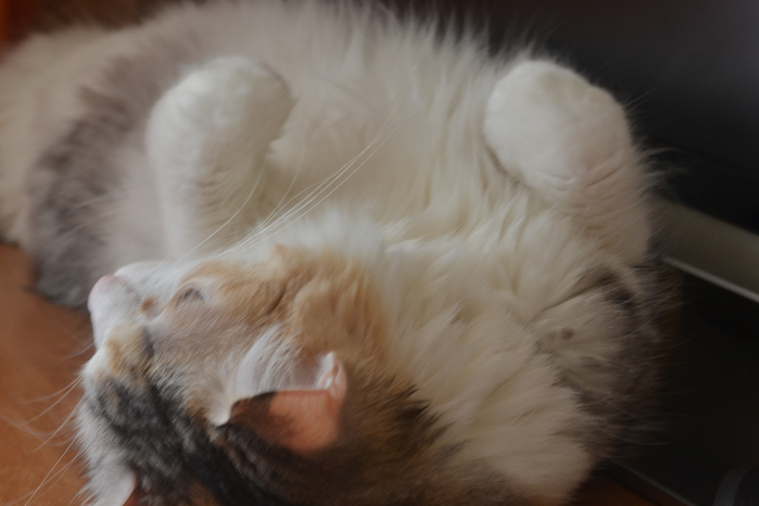 DSC_3148 (700x466, 283Kb)