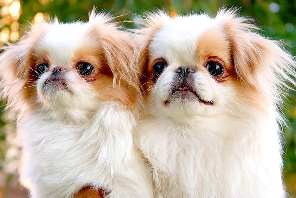 5639700_b_0_650_00___images_dogs_japanesechin1 (600x401, 146Kb)