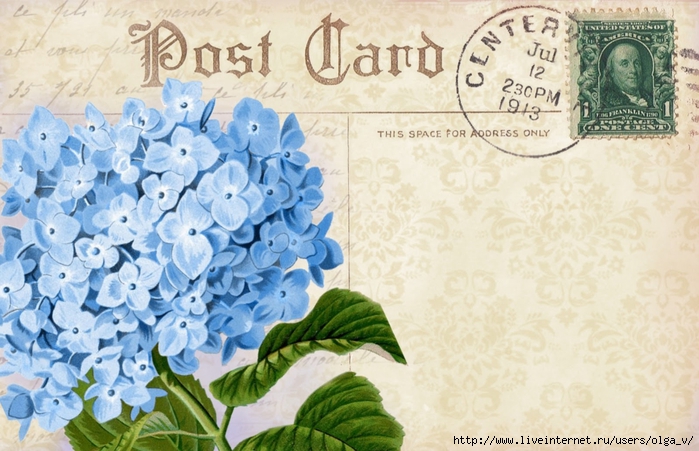 Hydrangea in blue ~ postcard back ~ lilac-n-lavender (700x451, 275Kb)