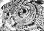  eagle_owl_portrait_by_alywiish-d6m05g1 (700x492, 324Kb)