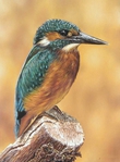  kingfisher_by_pamslaats-d6v5z8u (400x542, 121Kb)