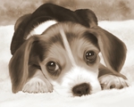  beagle_puppy_by_martita80-d6u0unc (700x560, 202Kb)