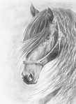  friesian_horse_by_sthmore-d6hr9zp (506x693, 276Kb)