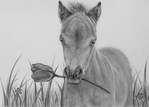  little_foal_graphite_by_odette1994-d6jrf8r (700x502, 250Kb)
