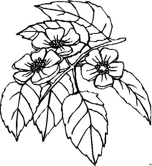 Blumengemischt_HFB-0443 (523x573, 10Kb)
