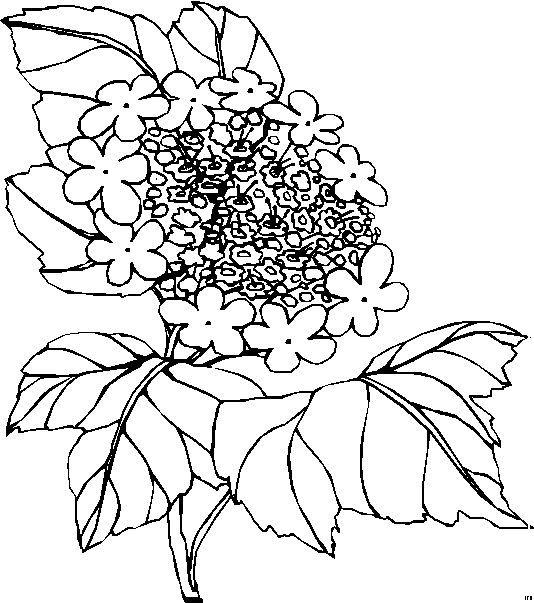 Blumengemischt_HFB-0380 (534x603, 13Kb)