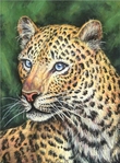  chinese_leopard_by_bisanti-d62t96k (516x700, 340Kb)