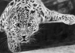  leopard_by_v_ist-d6xbtdi (700x496, 272Kb)