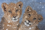  snowy_lions_in_pastel_by_sarahharas07-d5r1tli (700x462, 250Kb)