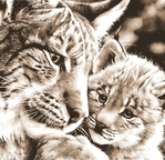  tenderness__european_lynx__by_esthervanhulsen-d6ux9ri (700x676, 447Kb)