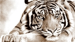  tiger_by_lintess-d4lzzvy (700x392, 281Kb)