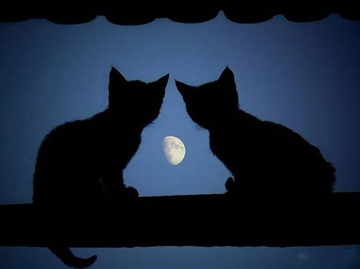 кошки  ночь небо философия