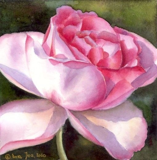 Doris Joa Aquarell Rosen14 (510x517, 135Kb)