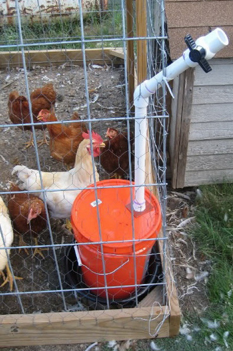 diy-pvc-chicken-coop-watering-system (465x700, 150Kb)