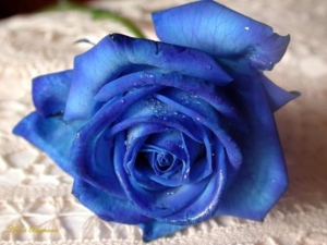 blue-rose (300x225, 55Kb)