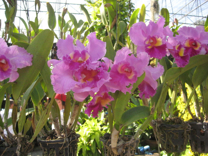 IMG_0429 (700x525, 227Kb)