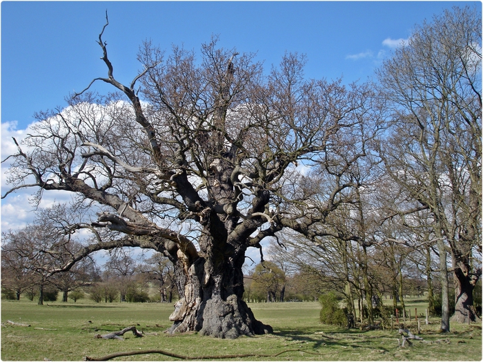 Древний дуб в Виндзорском парке (700x525, 380Kb)