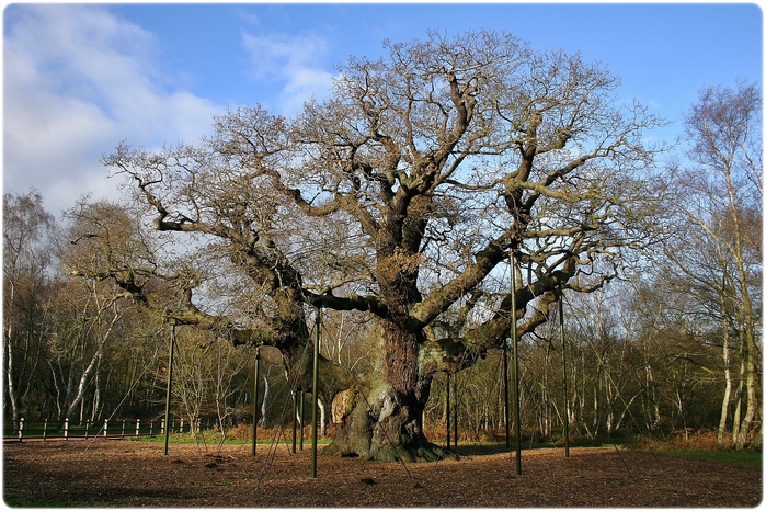 Древний дуб в Шервудском лесу 2006 г (700x466, 342Kb)