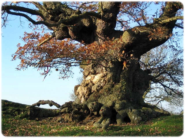 Древний дуб в Англии (2) (640x480, 366Kb)