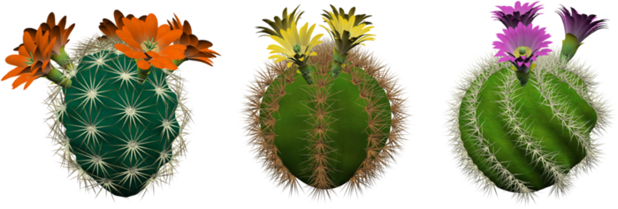 kaktus15 (700x237, 285Kb)