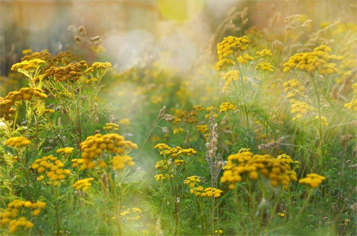 tansy_06 (700x463, 146Kb)