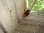 DSC01176 (700x525, 277Kb)