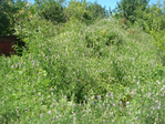 DSC01202 (700x525, 534Kb)