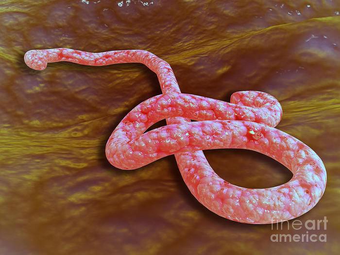 microscopic-view-of-ebola-virus-stocktrek-images (700x525, 75Kb)