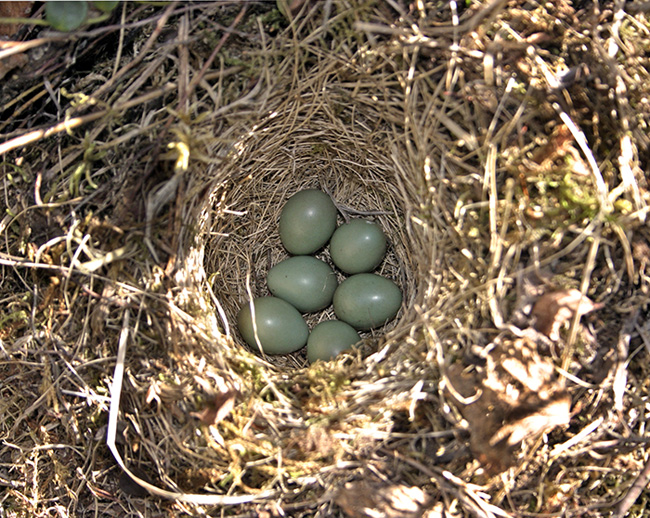 Птицы гнезда на земле. Варакушка гнездо. Варакушка гнездо с яйцами. Яйца варакушки. Птичье гнездо варакушка.