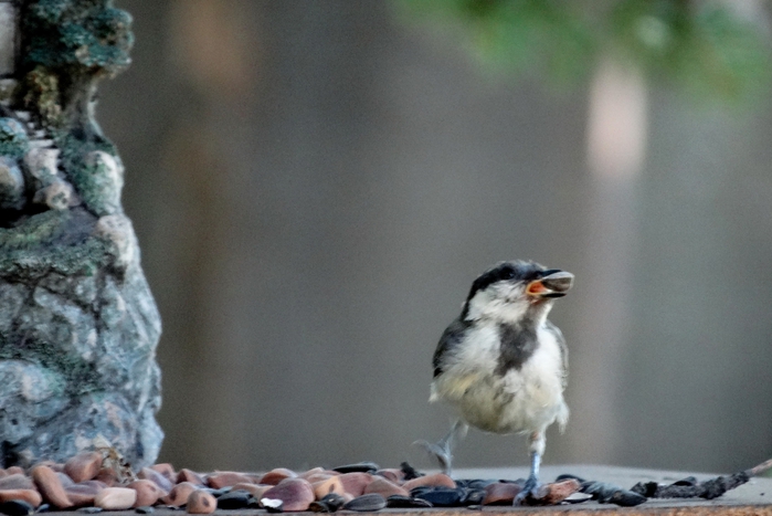 5559494_DSC02168 (700x467, 211Kb)