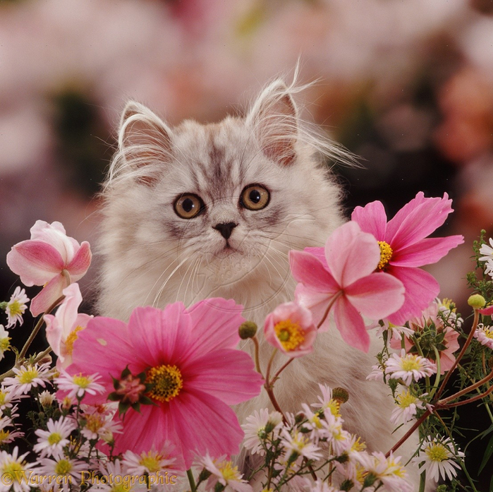 08199-Persian-kitten-among-pink-flowers (700x697, 540Kb)