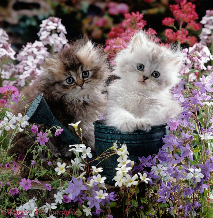 16488-Fluffy-kittens-in-watering-cans-and-flowers (684x700, 651Kb)
