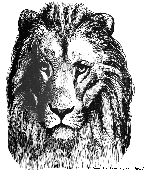 01 free digital stamp_lion head clip art (594x700, 354Kb)
