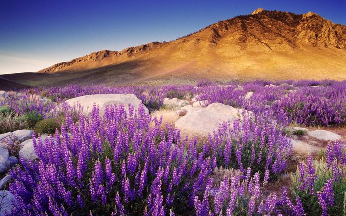 purple-mountain-flowers-wallpapers_38232_1280x800 (610x337, 505Kb)