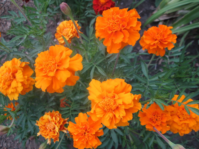 IMG_1594 (700x525, 117Kb)