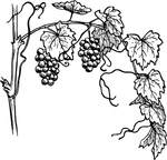  grapevine-clip-art_f (425x408, 110Kb)