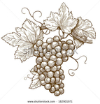  stock-vector-vector-illustration-of-engraving-grapes-on-the-branch-on-white-background-182901971 (450x470, 155Kb)