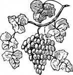  grapes-clip-art_f (417x425, 142Kb)