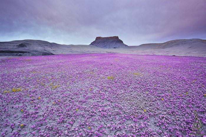 pink-flowersea-utah-wcth01 (700x466, 482Kb)