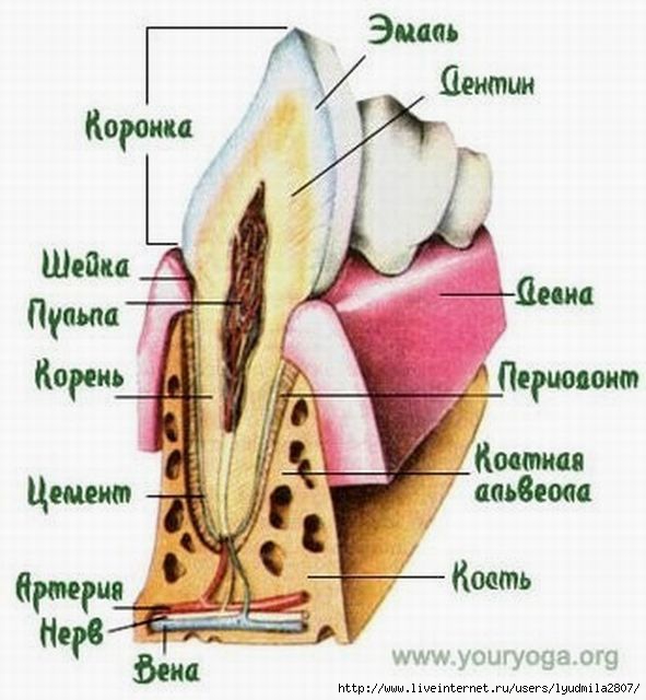 Где находится устройство зуба старкрафт