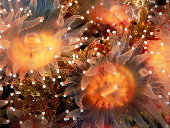 4326608_Underwater_Wallpaper_34_1024x768 (700x525, 77Kb)