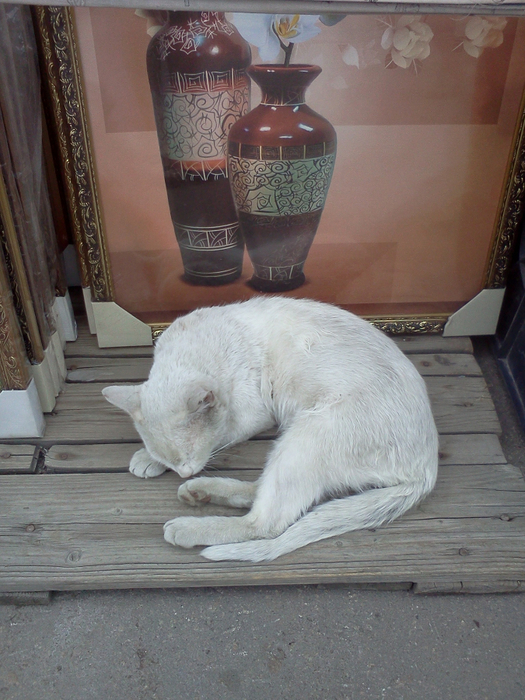 белый кот (525x700, 433Kb)
