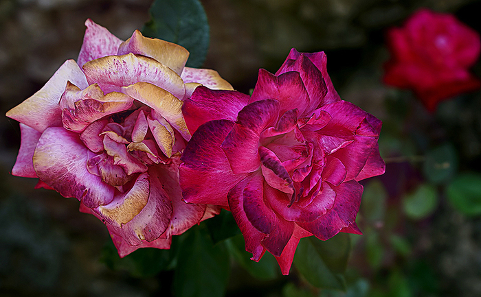 800 495 (700x433, 346Kb)