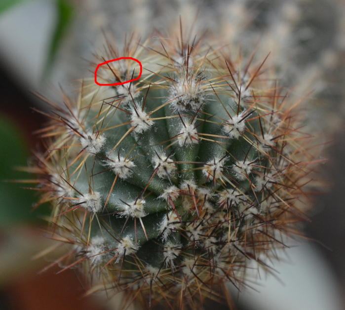 Как выглядят бутоны у кактуса фото