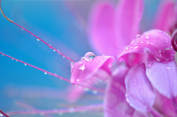 water_drops_11 (700x465, 78Kb)