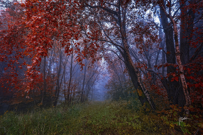 _mystic_morning__by_janek_sedlar-d6hhr1e (700x467, 178Kb)