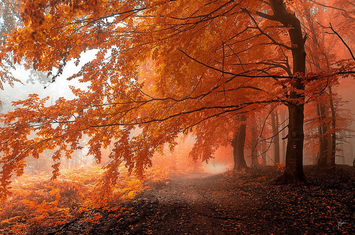 _autumnal_path__by_janek_sedlar-d71io9f (700x465, 193Kb)