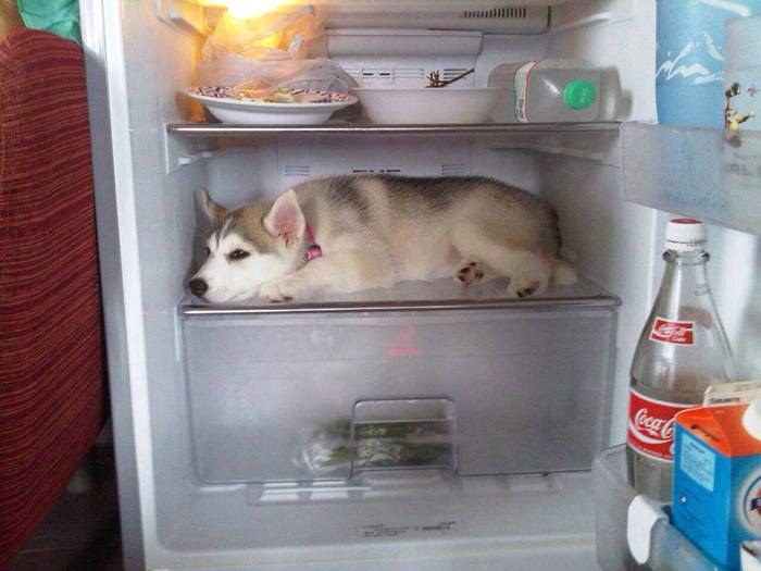 лето жара собака фото холодильник